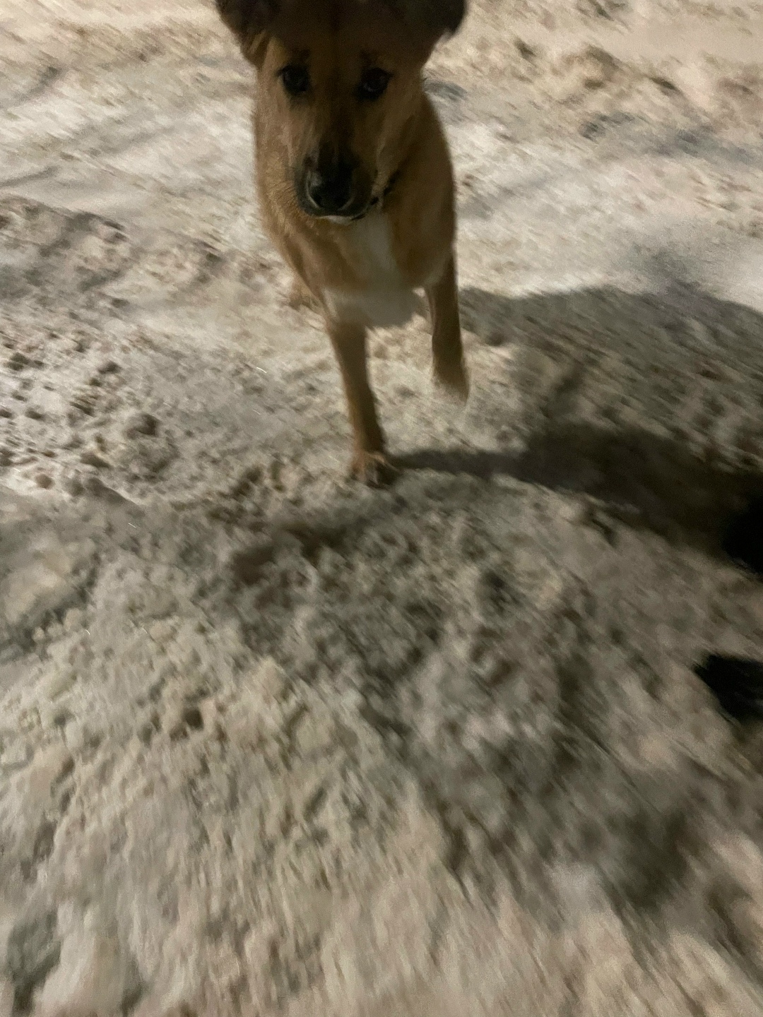 Пропала собака в Дмитрове — фото объявления