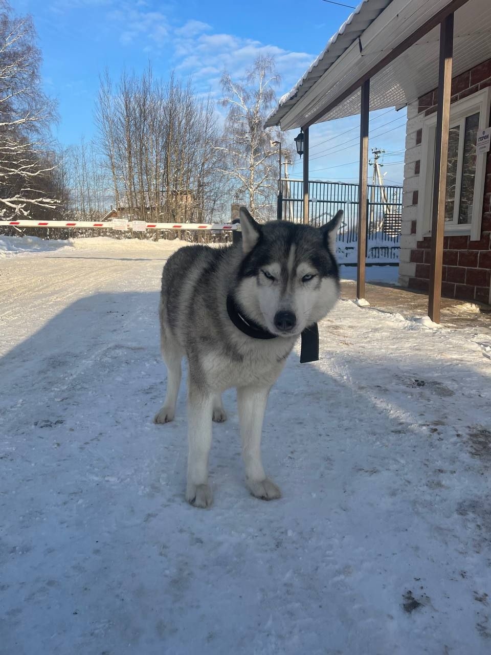 Найдена собака в Дмитрове — фото объявления