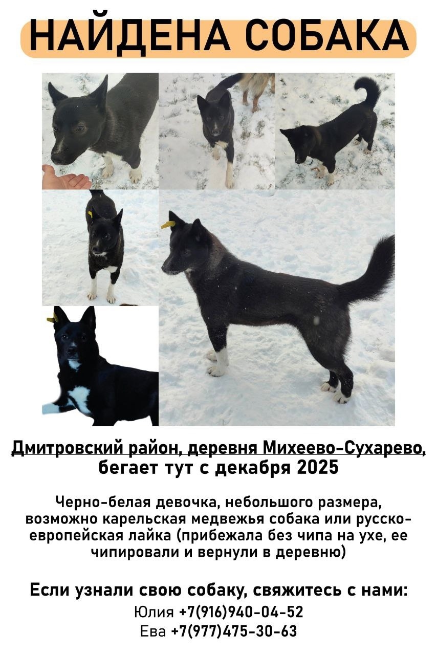 Найдена собака в Дмитрове — фото объявления