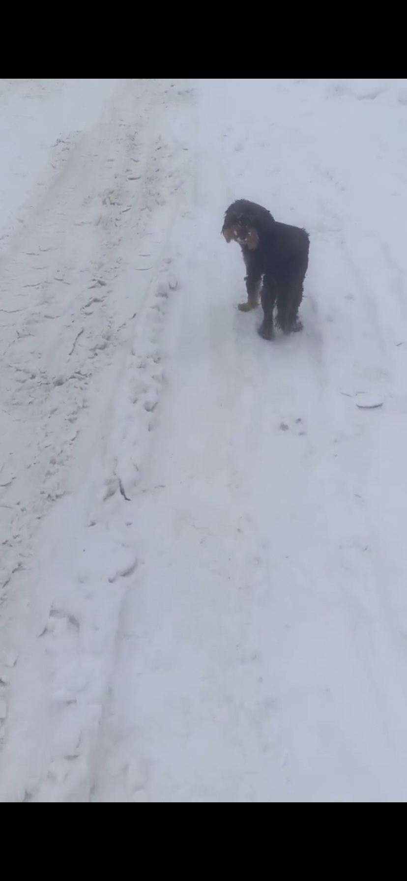 Пропала собака в Дмитрове — фото объявления
