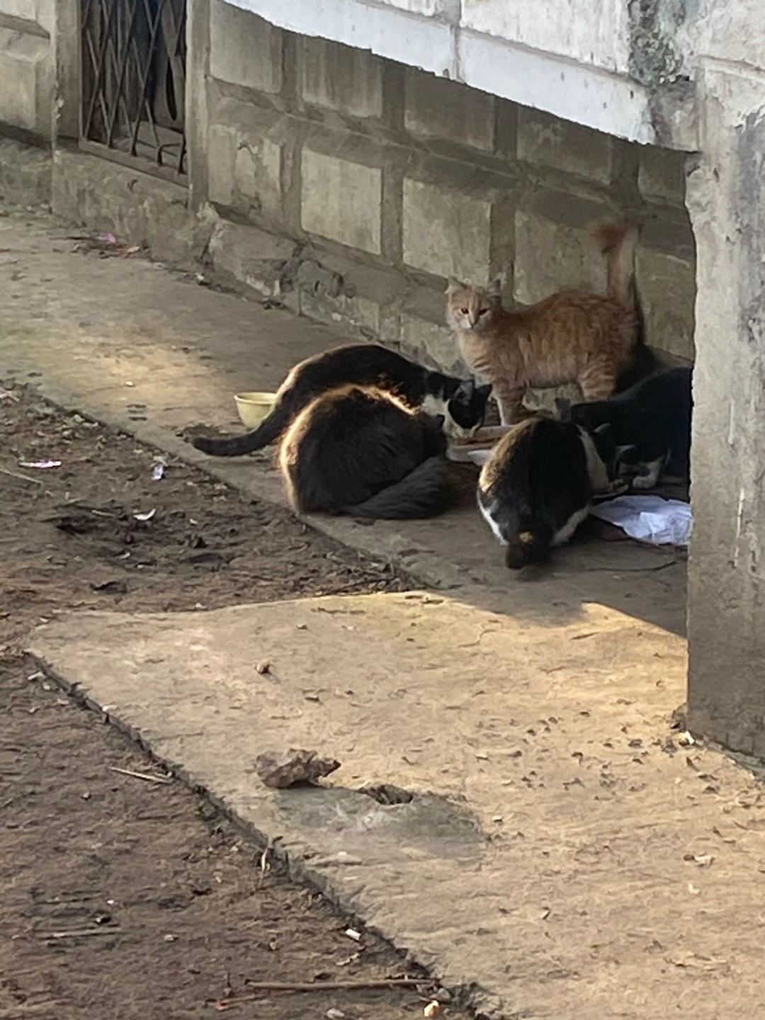 Пропала кошка в Дмитрове — фото объявления