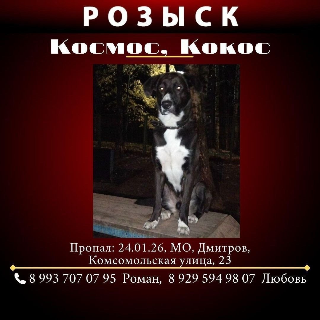 Пропала собака в Дмитрове — фото объявления
