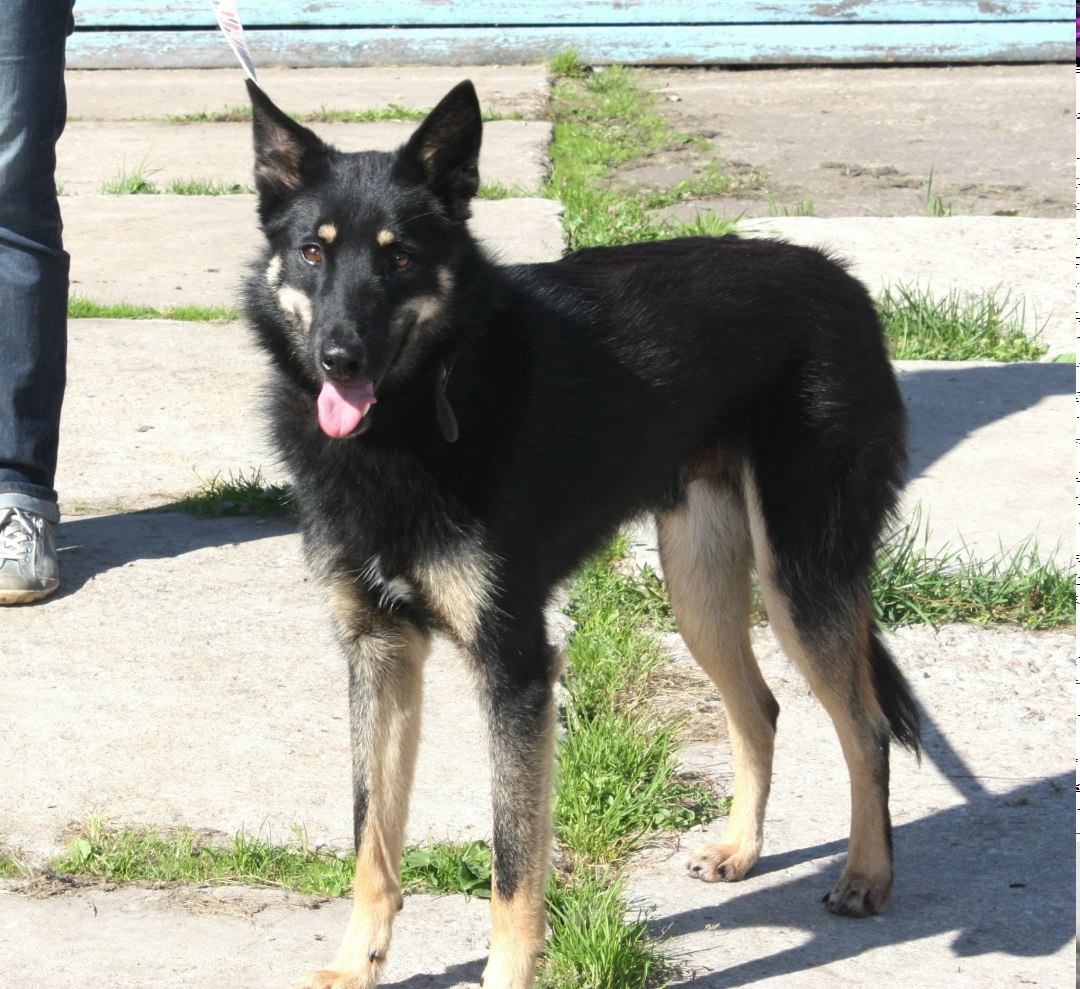 Пропала собака в Дмитрове — фото объявления