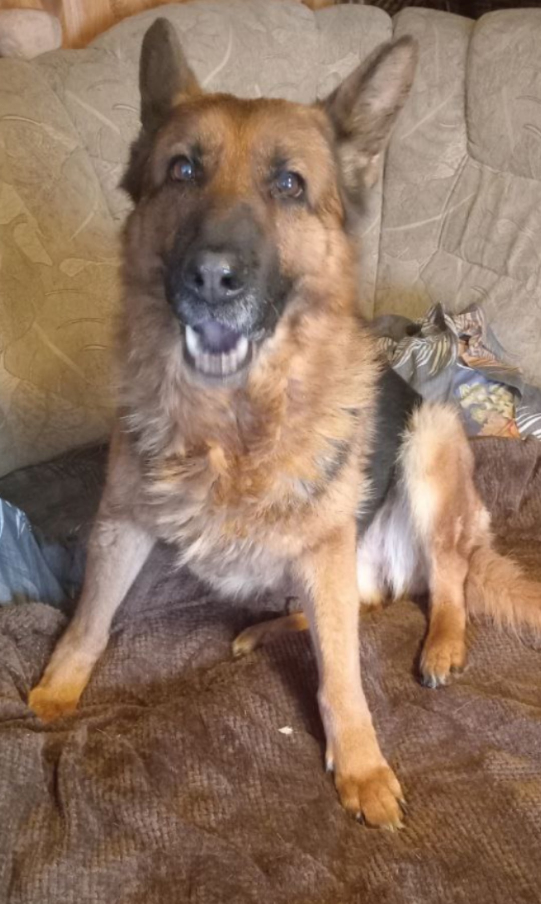 Найдена собака в Дмитрове — фото объявления