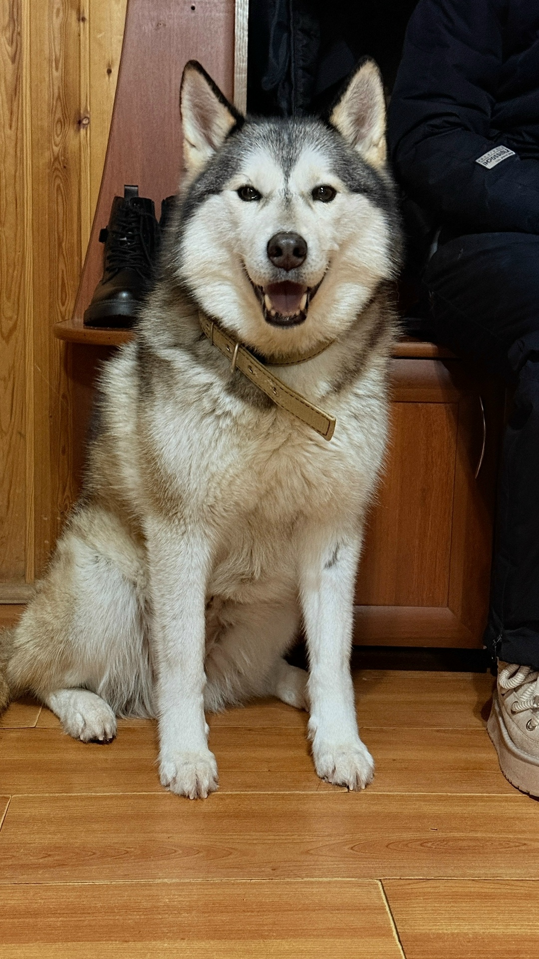 Найдена собака в Дмитрове — фото объявления