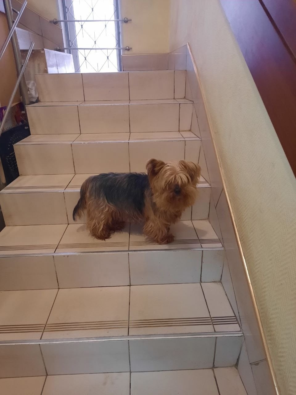 Пропала собака в Дмитрове — фото объявления