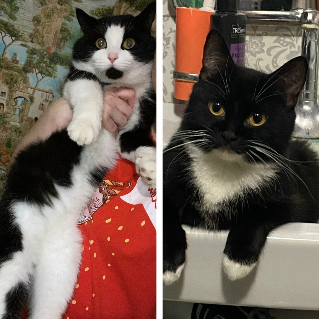 Пропала кошка в Дмитрове — фото объявления