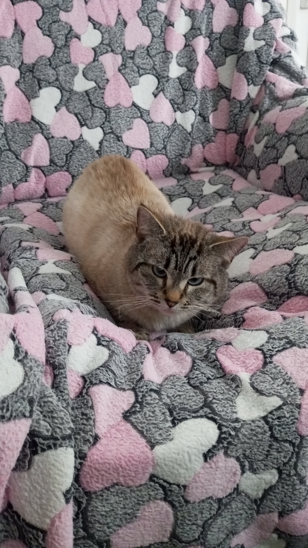 Найдена кошка в Дмитрове — фото объявления