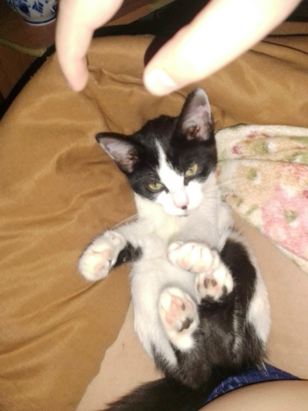 Пропала кошка в Дмитрове — фото объявления