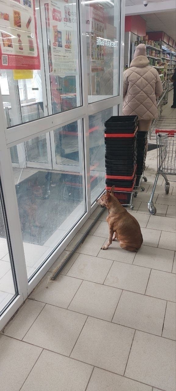 Пропала собака в Дмитрове — фото объявления