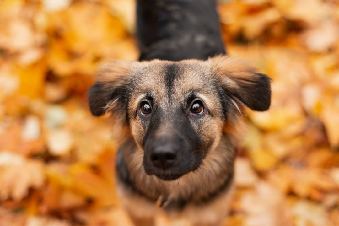 Найдена собака в Дмитрове — фото объявления