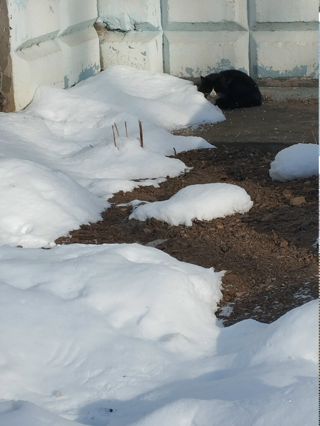Пропала кошка в Дмитрове — фото объявления