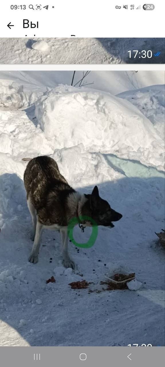 Найдена собака в Дмитрове — фото объявления