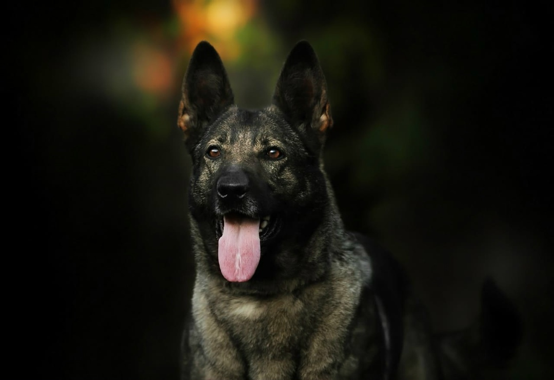 Пропала собака в Дмитрове — фото объявления