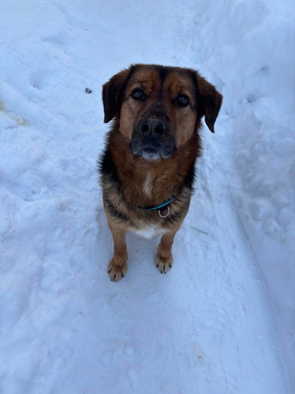 Найдена собака в Дмитрове — фото объявления