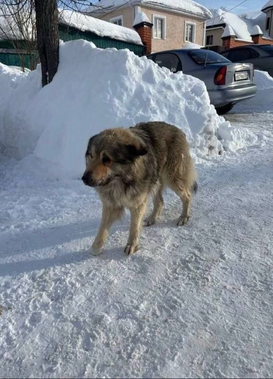 Найдена собака в Дмитрове — фото объявления