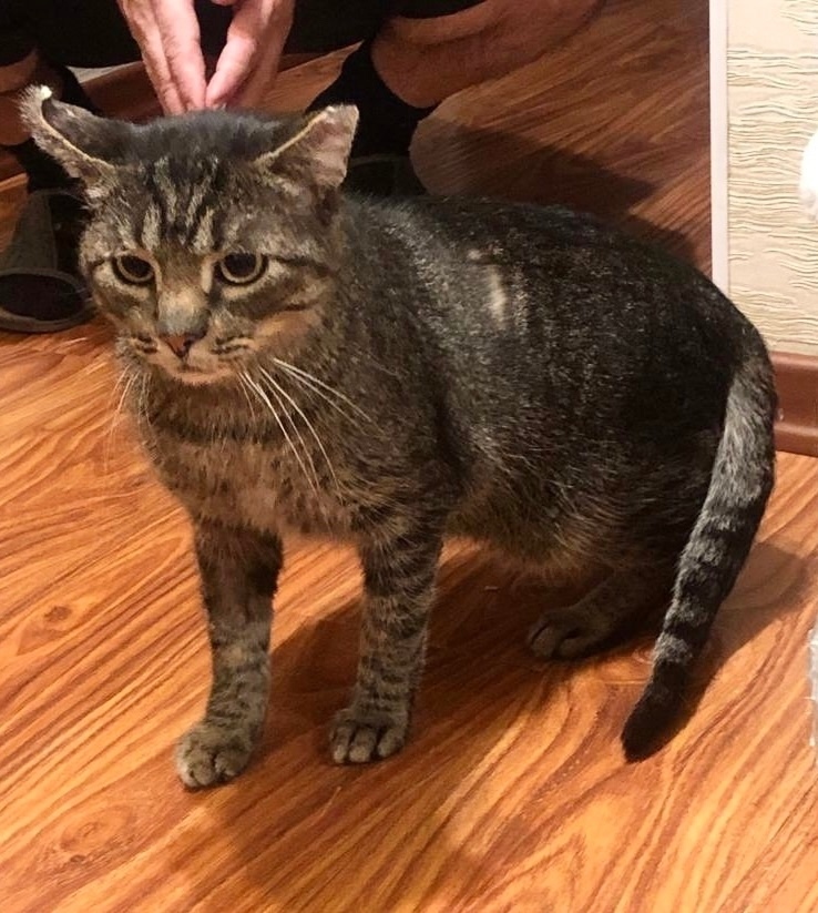 Найдена кошка в Дмитрове — фото объявления