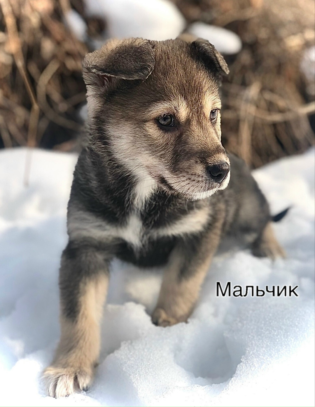 Найдена собака в Дмитрове — фото объявления