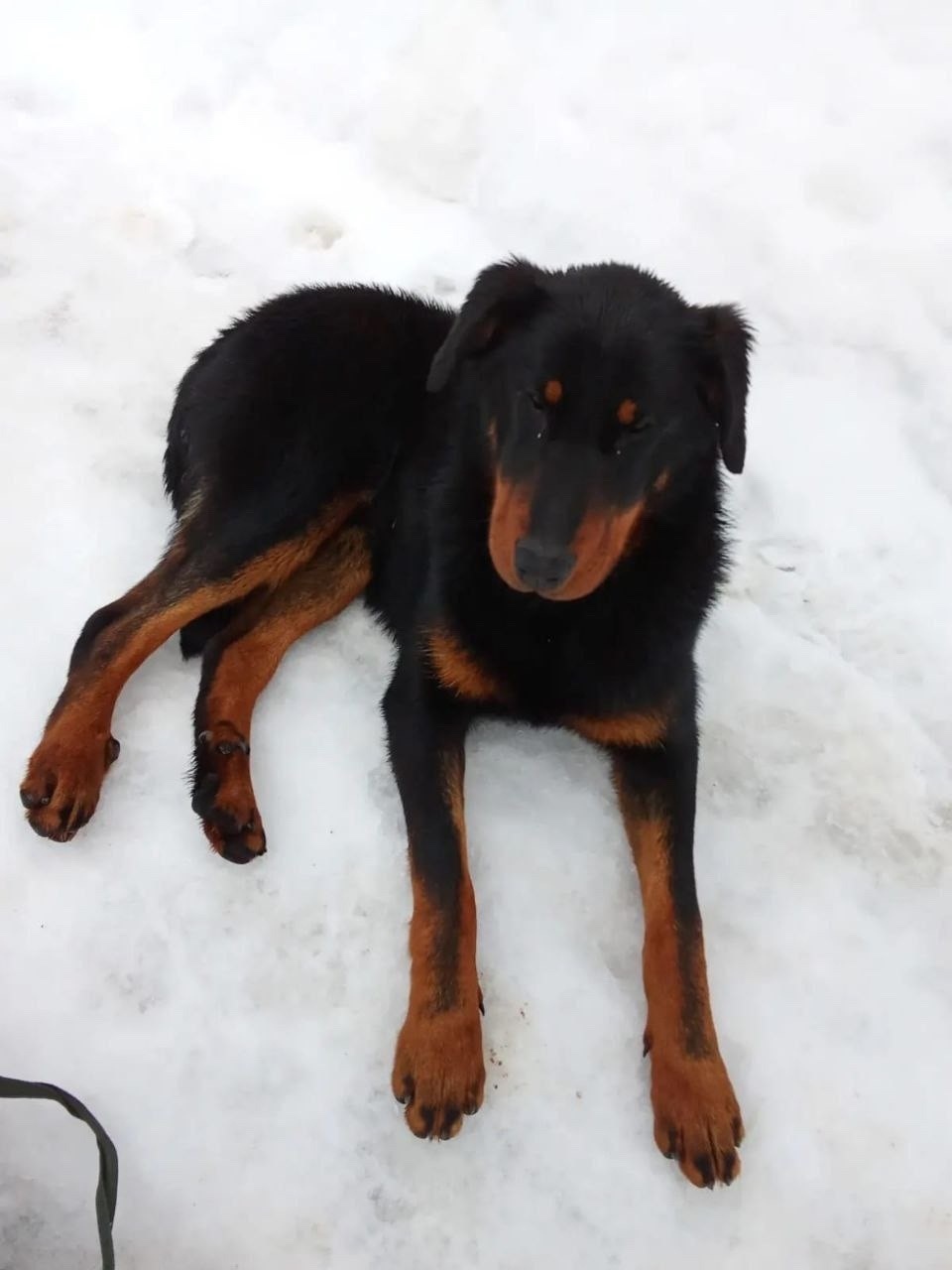 Найдена собака в Дмитрове — фото объявления