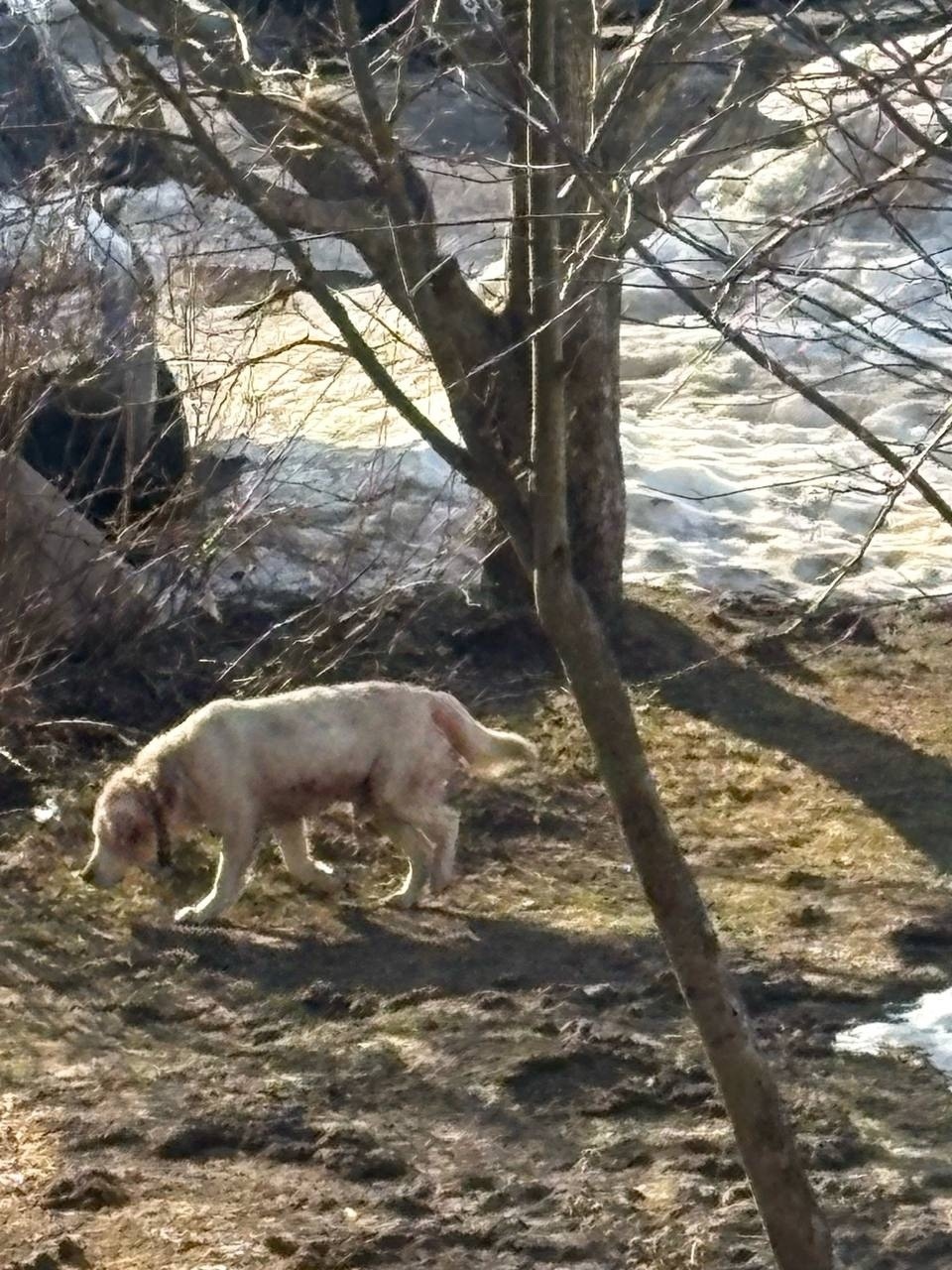 Пропала собака в Дмитрове — фото объявления