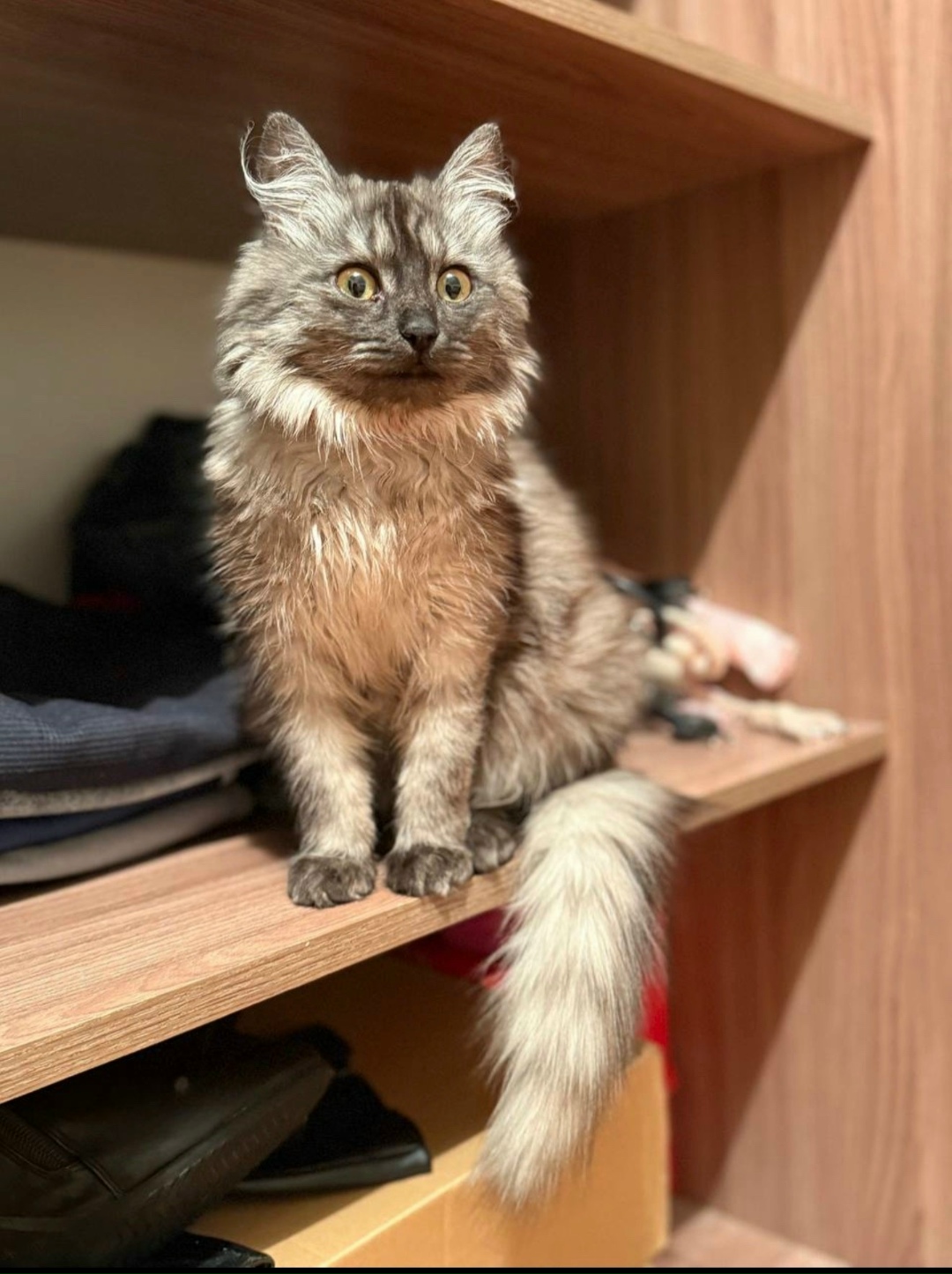 Пропала кошка в Дмитрове — фото объявления