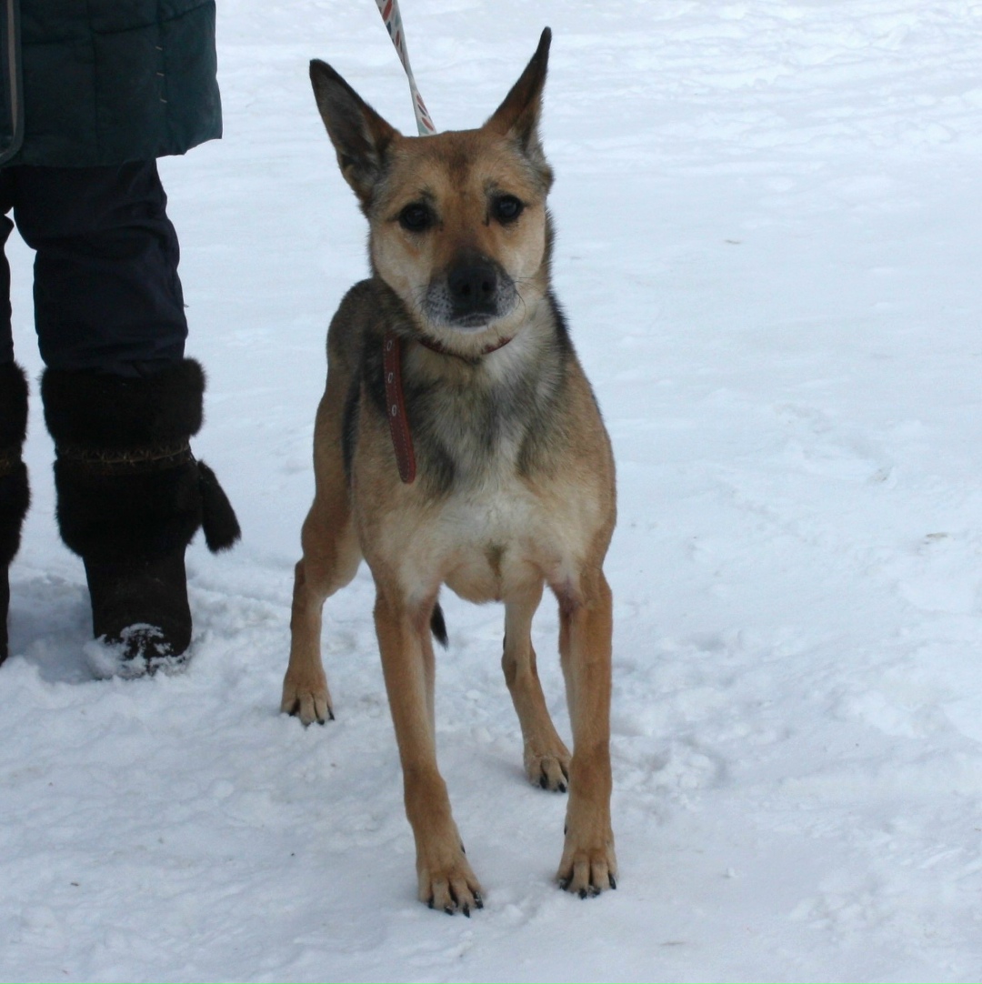 Найдена собака в Дмитрове — фото объявления
