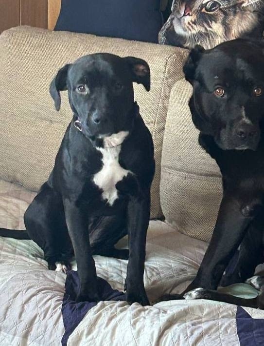 Пропала собака в Дмитрове — фото объявления