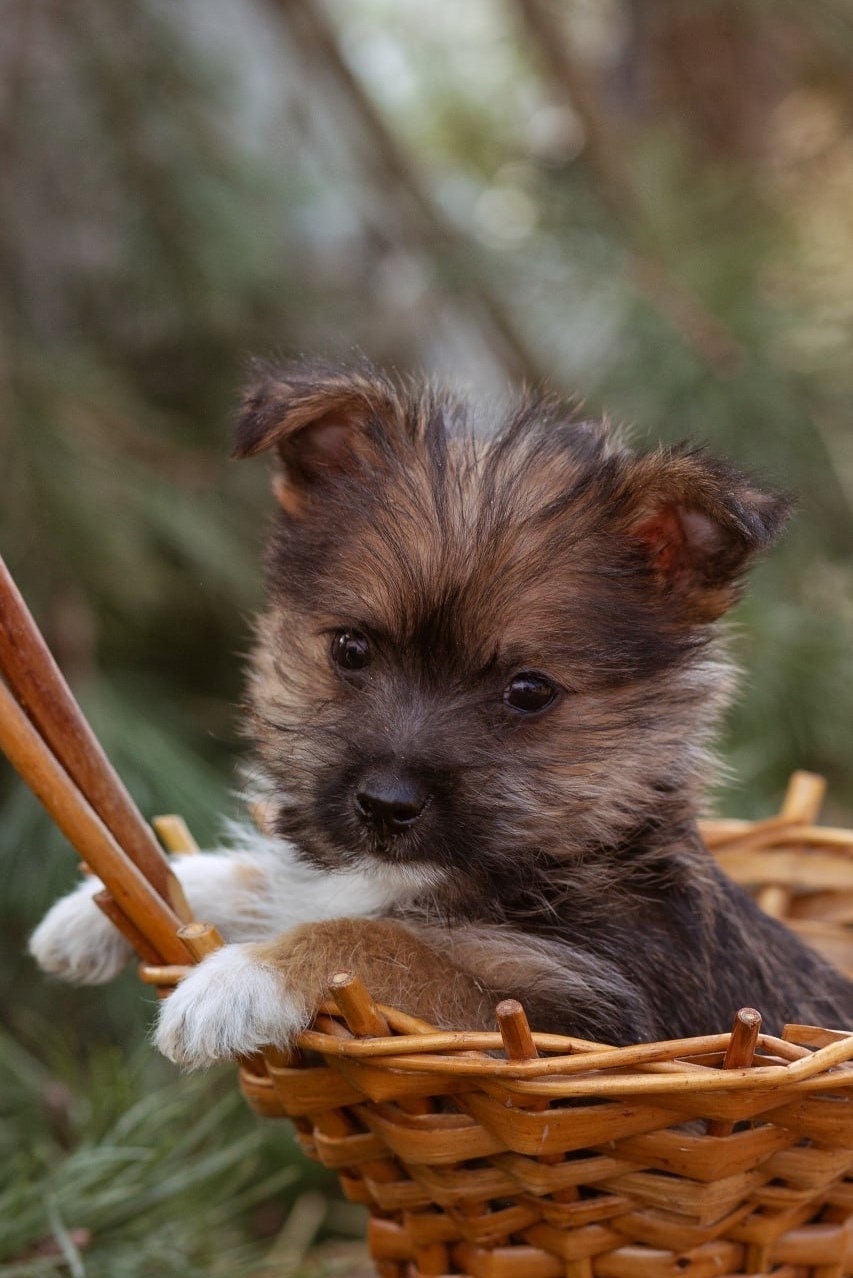 Найдена собака в Дмитрове — фото объявления