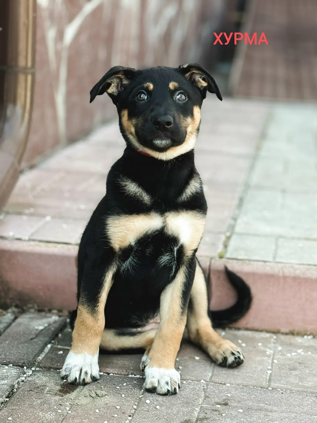 Найдена собака в Дмитрове — фото объявления