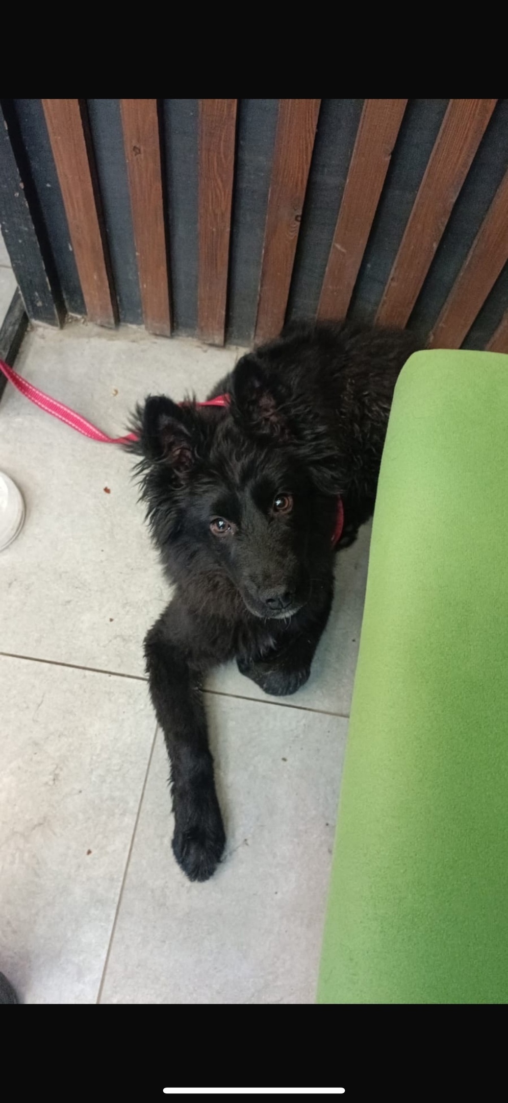 Найдена собака в Дмитрове — фото объявления