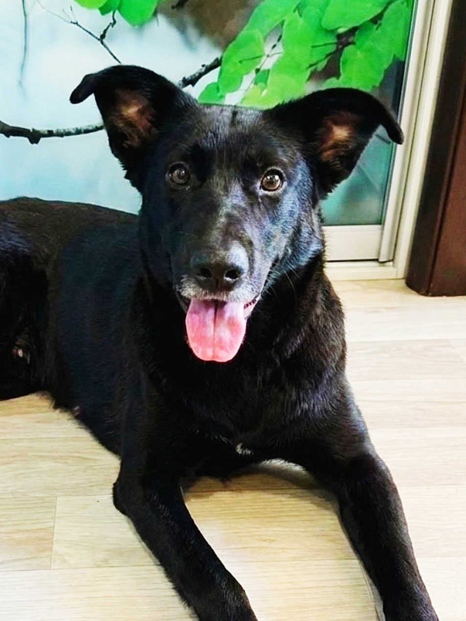 Найдена собака в Дмитрове — фото объявления