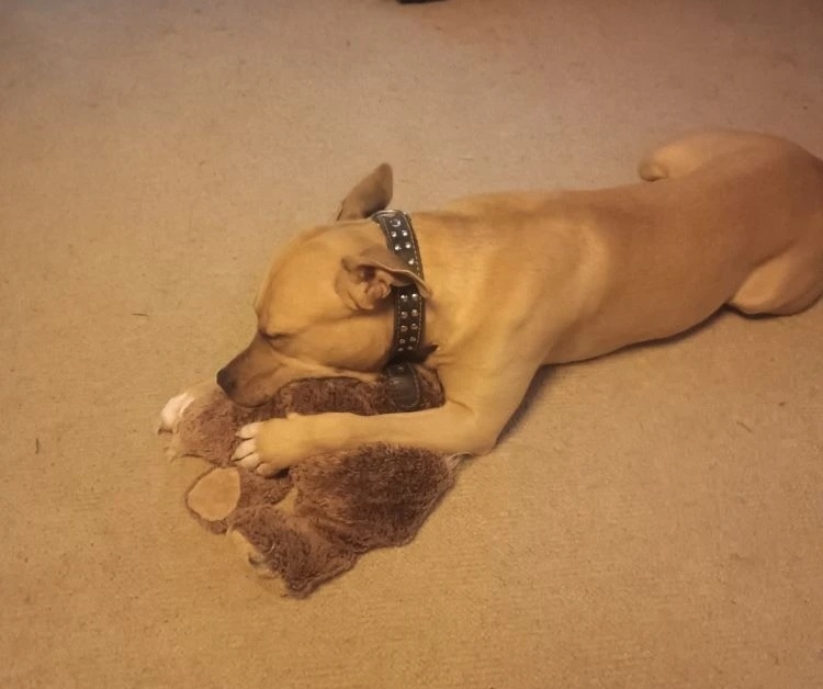 Пропала собака в Дмитрове — фото объявления