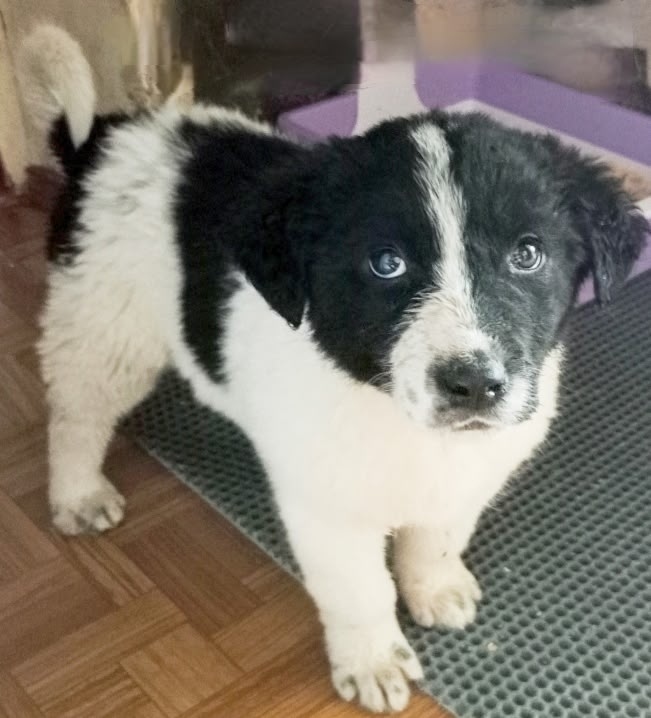 Пропала собака в Дмитрове — фото объявления