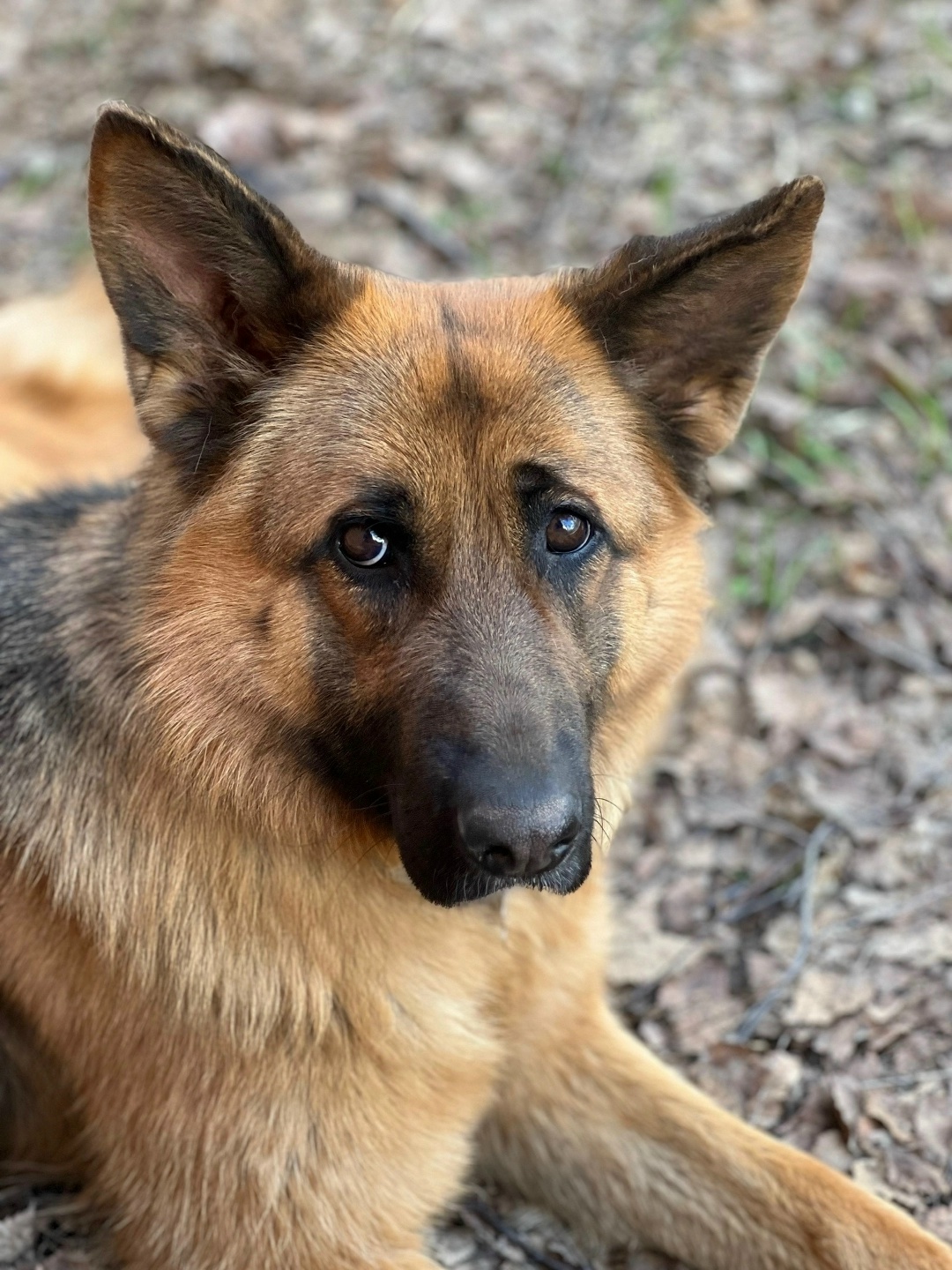 Пропала собака в Дмитрове — фото объявления