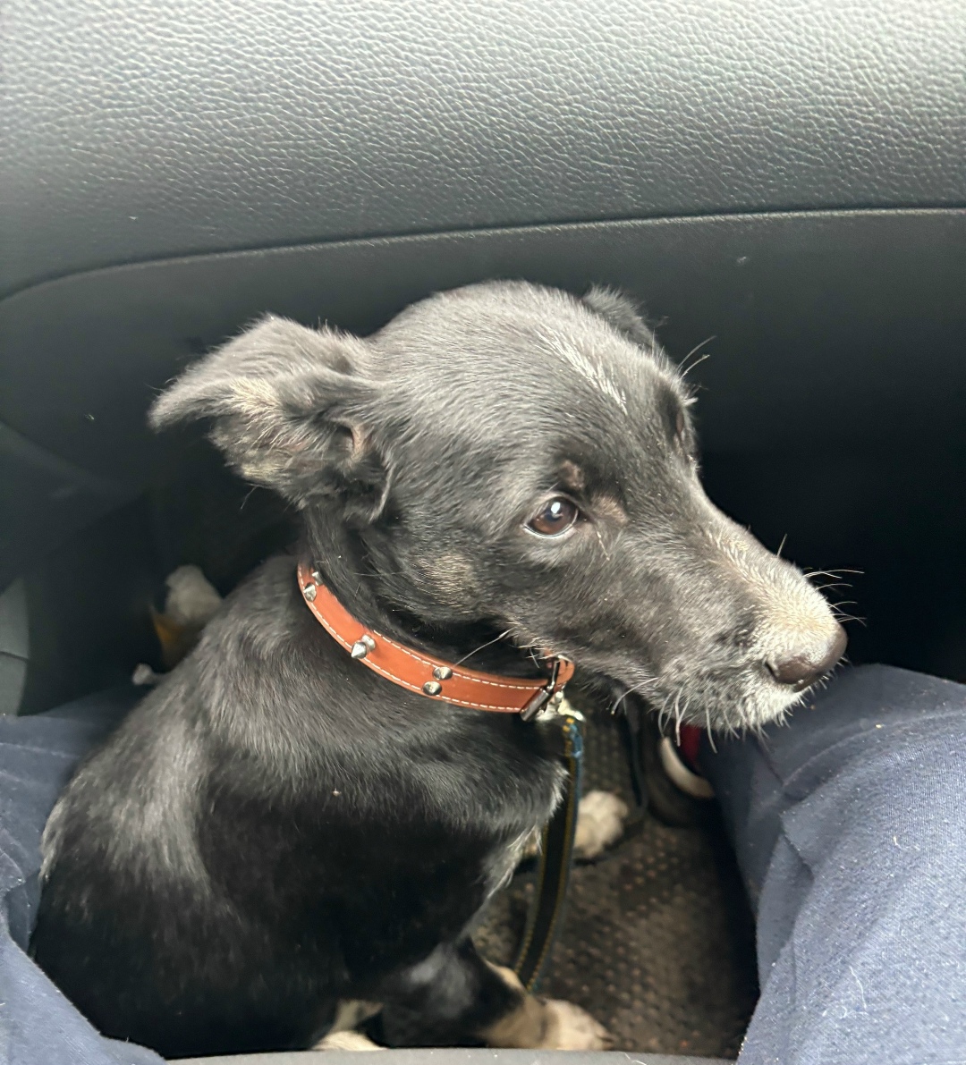 Найдена собака в Дмитрове — фото объявления