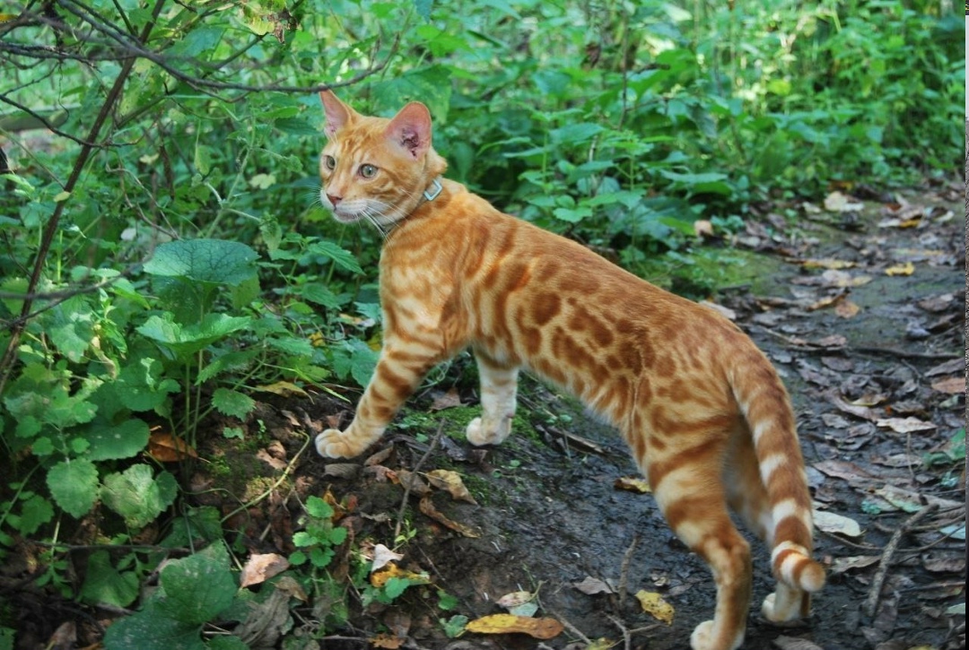 Пропала кошка в Дмитрове — фото объявления