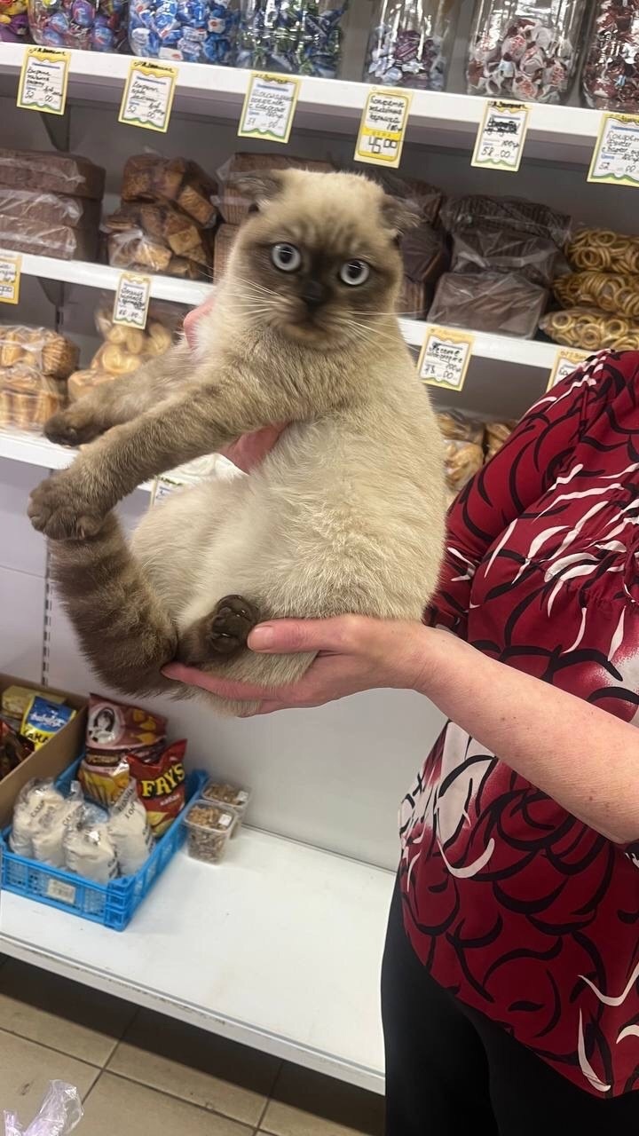 Пропала кошка в Дмитрове — фото объявления