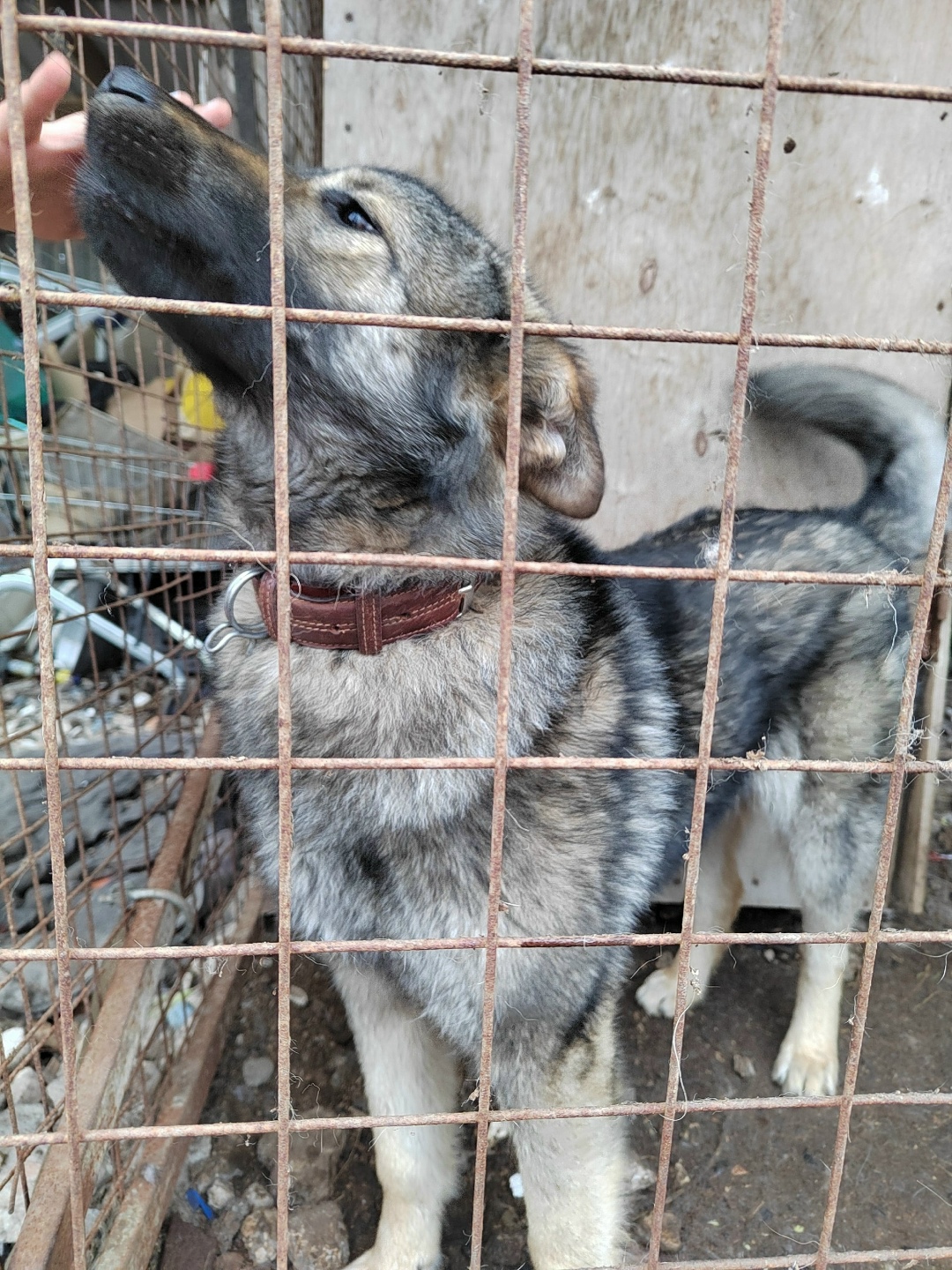 Найдена собака в Дмитрове — фото объявления