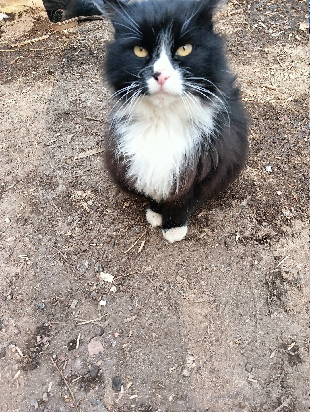 Найдена кошка в Дмитрове — фото объявления