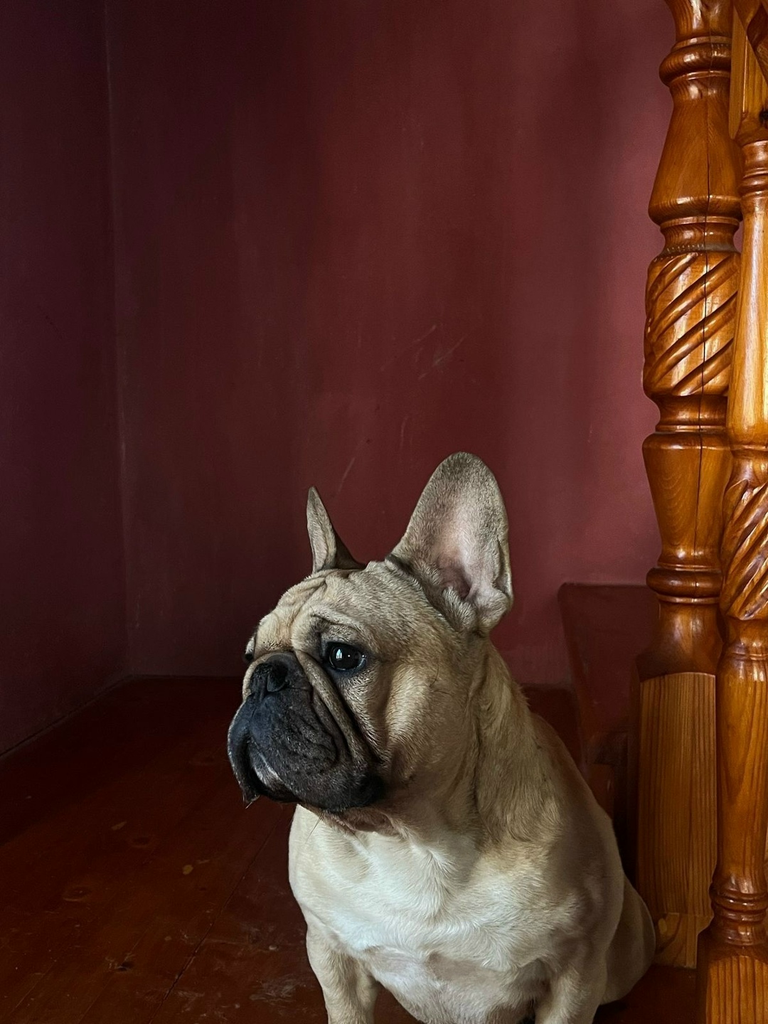 Пропала собака в Дмитрове — фото объявления