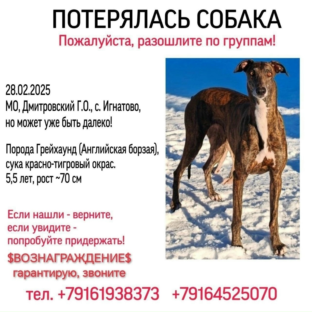 Пропала собака в Дмитрове — фото объявления