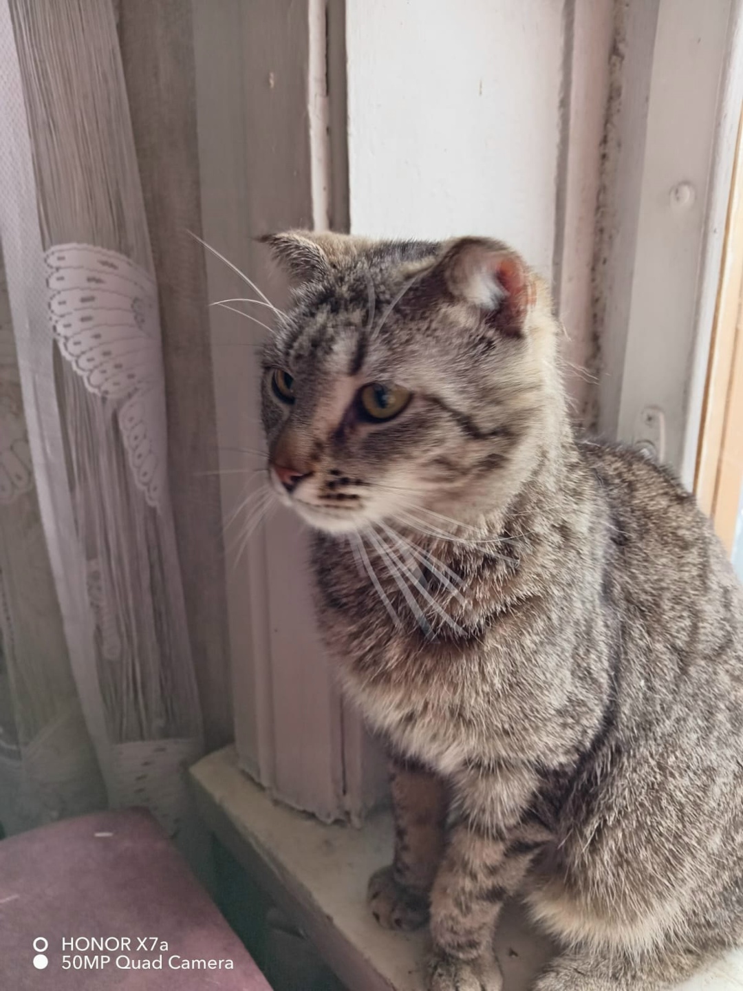 Найдена кошка в Дмитрове — фото объявления