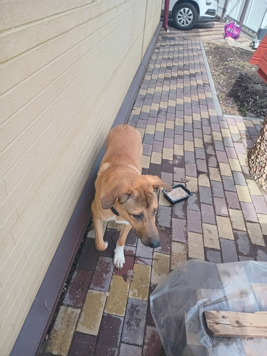 Найдена собака в Дмитрове — фото объявления