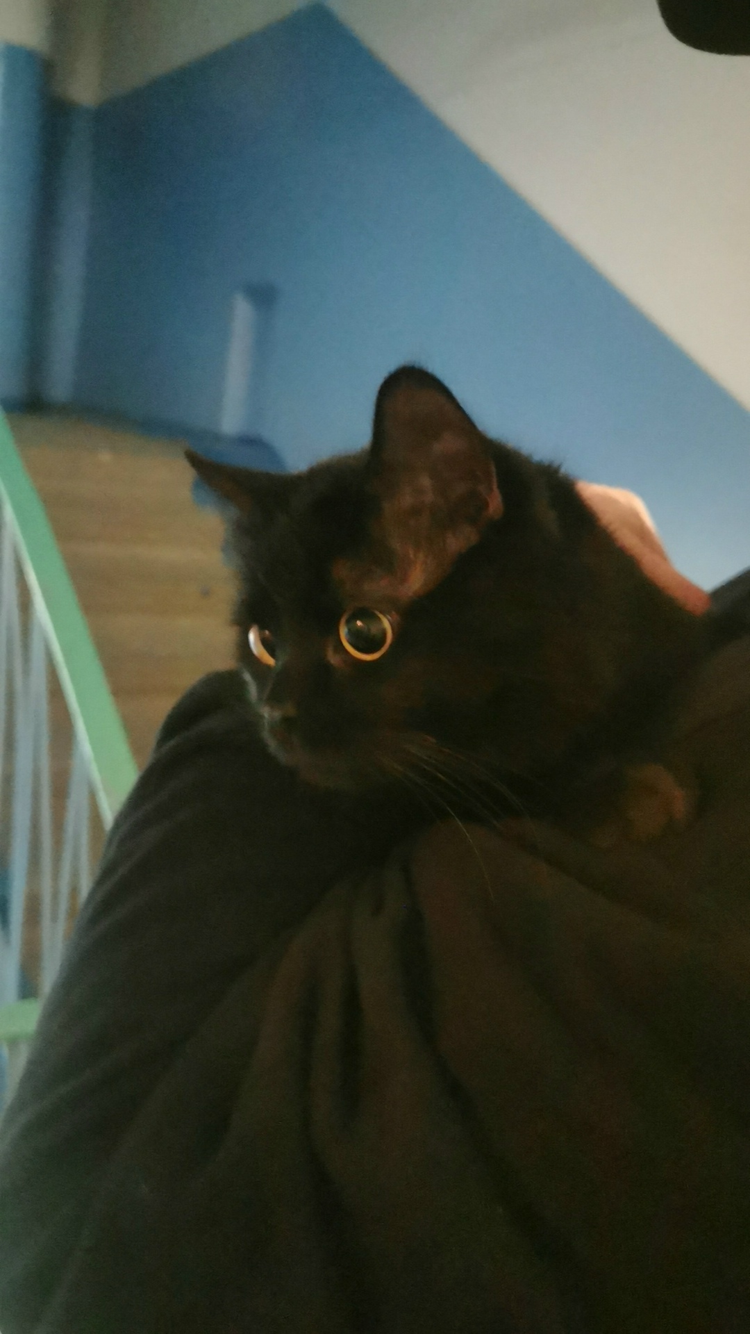 Найдена кошка в Дмитрове — фото объявления