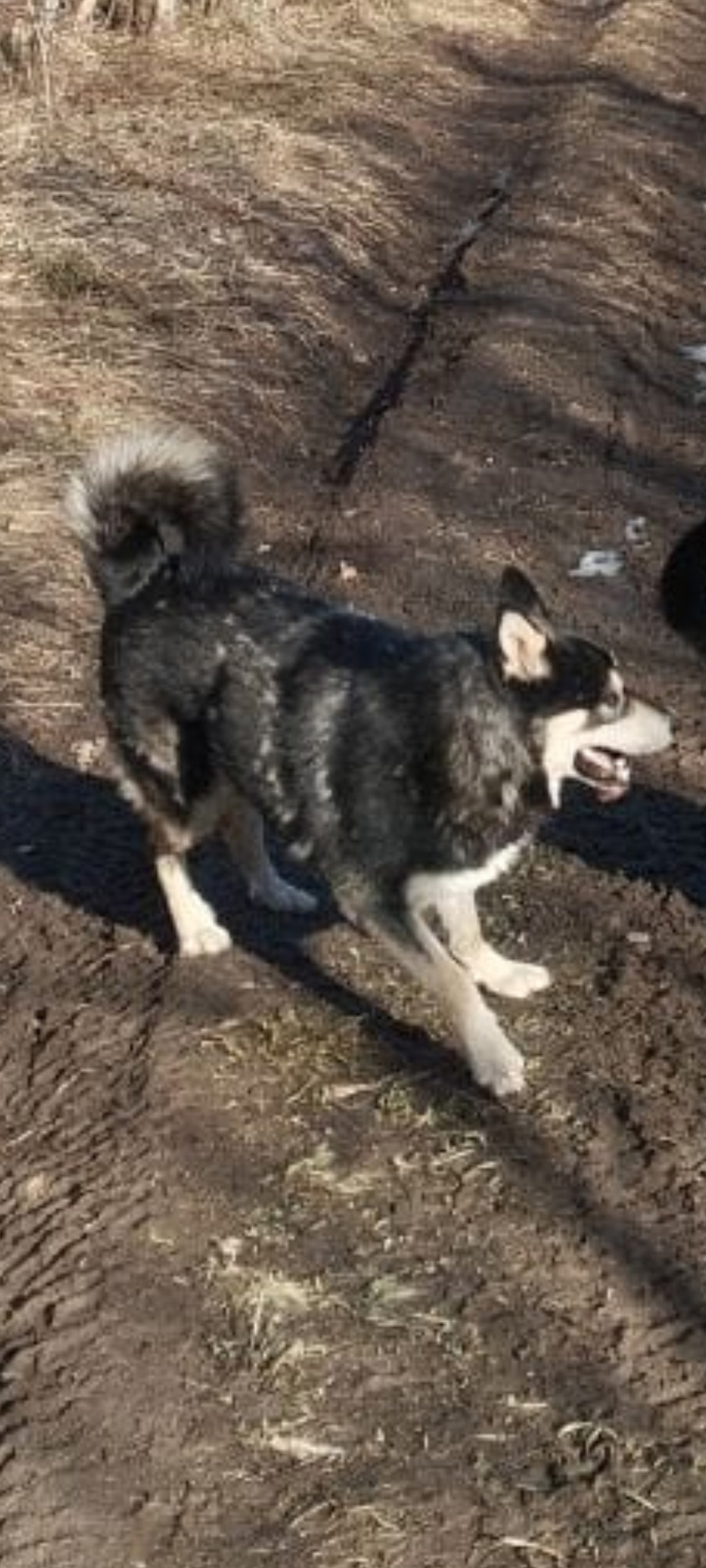 Пропала собака в Дмитрове — фото объявления