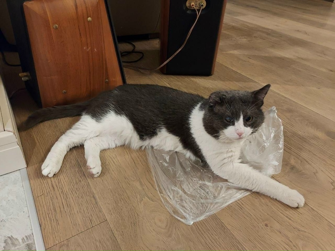 Пропала кошка в Химках — фото объявления