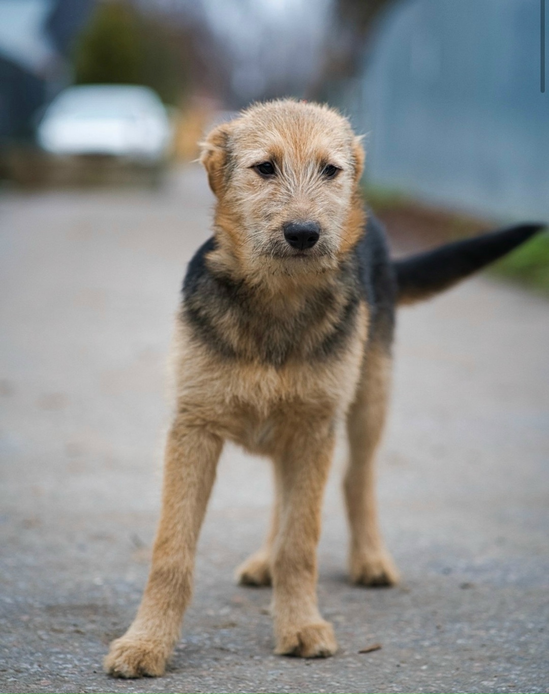 Найдена собака в Химках — фото объявления