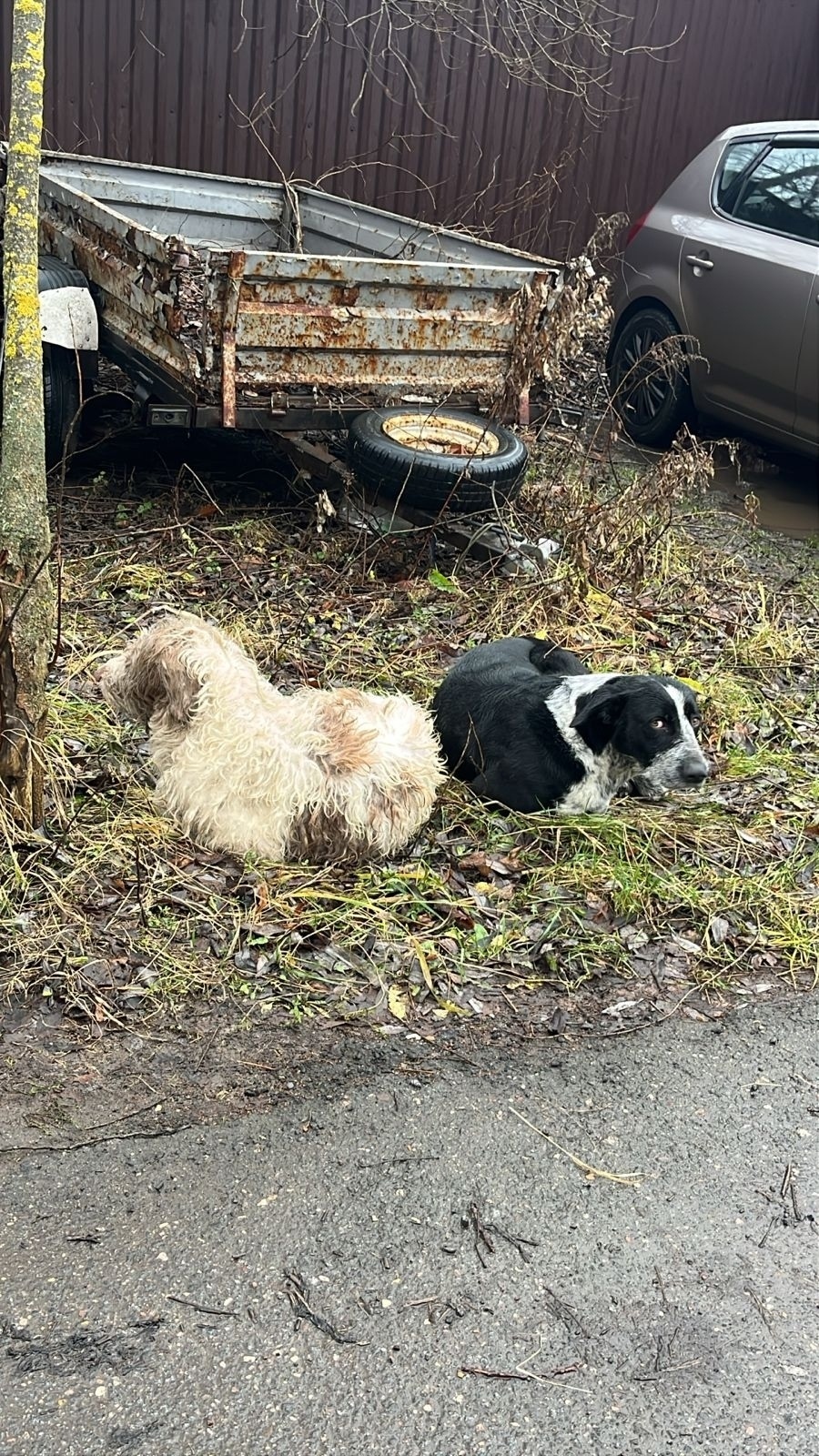 Найдена собака в Химках — фото объявления