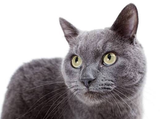 Найдена собака в Химках — фото объявления