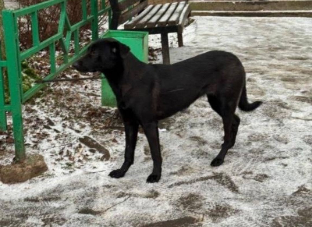 Пропала собака в Химках — фото объявления